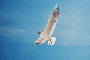 Seagull in flight.