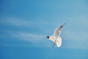 Seagull in flight.