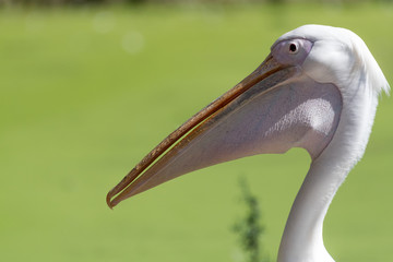 Isolated close up portrait of White Pelican bird- Israel