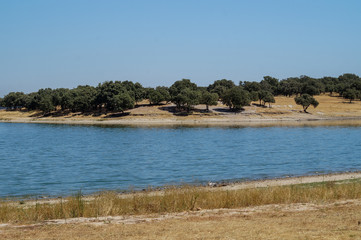 lake in the forest