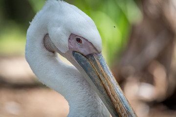 Isolated close up portrait of White Pelican bird- Israel
