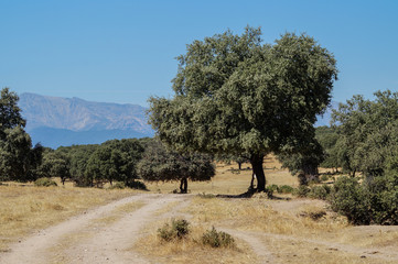 tree in the field