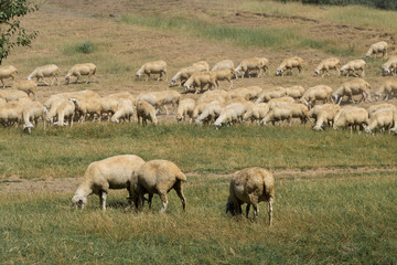 Naklejka na ściany i meble Sheep and goats graze on green grass in spring