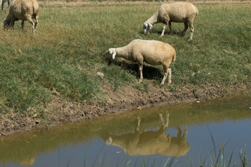 Fototapeta premium Sheep drinking water on the shore of the lake. Pastures of Europe.