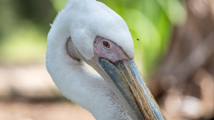 Isolated close up portrait of White Pelican bird- Israel