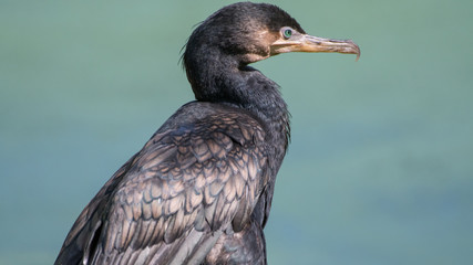 Isolated close up portrait of a Great Cormorant Bird- Israel
