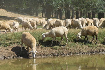 Sheep drinking water on the shore of the lake. Pastures of Europe.