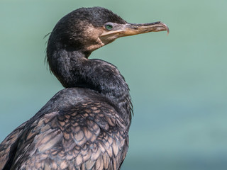 Isolated close up portrait of a Great Cormorant Bird- Israel