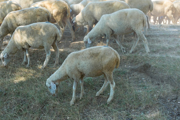 Obraz na płótnie Canvas Sheep and goats graze on green grass in spring