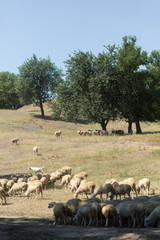 Sheep and goats graze on green grass in spring