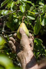 A farmer collecting the harvest from his garden in the summer