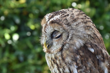 Screech owl portrait sitting on a branch of a tree