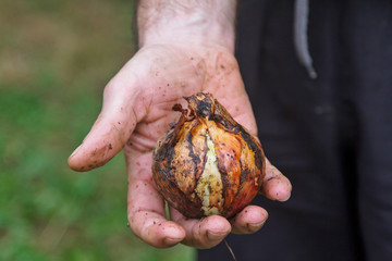 A farmer collecting the harvest from his garden in the summer
