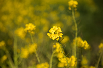 菜の花　春