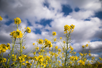 Obraz premium 青空を背景に菜の花が咲く 春