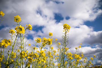 Fototapeta premium 青空を背景に菜の花が咲く 春