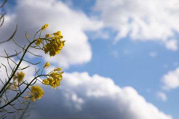 青空を背景に菜の花が咲く　春