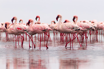 Wild african birds. Group birds of pink african flamingos  walking around the lagoon