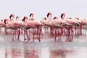 Fotobehang Wild african birds. Group birds of pink african flamingos  walking around the lagoon © Yuliia Lakeienko
