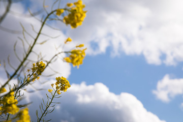 青空を背景に菜の花が咲く　春
