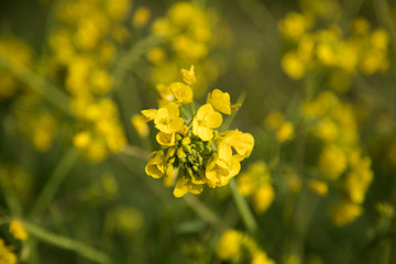 菜の花　春　マクロ撮影