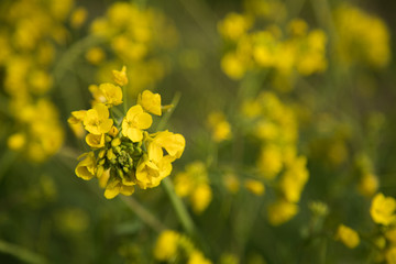 菜の花　春　マクロ撮影