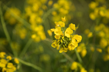 菜の花　春　マクロ撮影