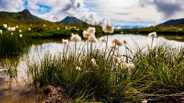 Bergflora am See