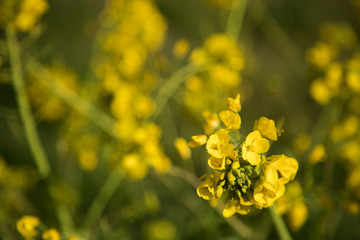 菜の花　春　マクロ撮影