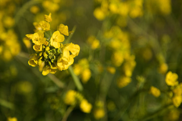菜の花　春　マクロ撮影