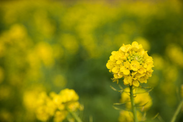 菜の花　春　マクロ撮影