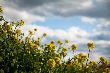 菜の花　春　風景　空