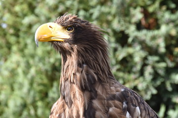 Sea eagle portrait with natural background an beak close