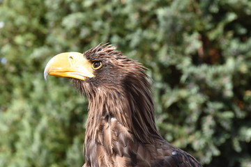 Sea eagle portrait with natural background an beak close