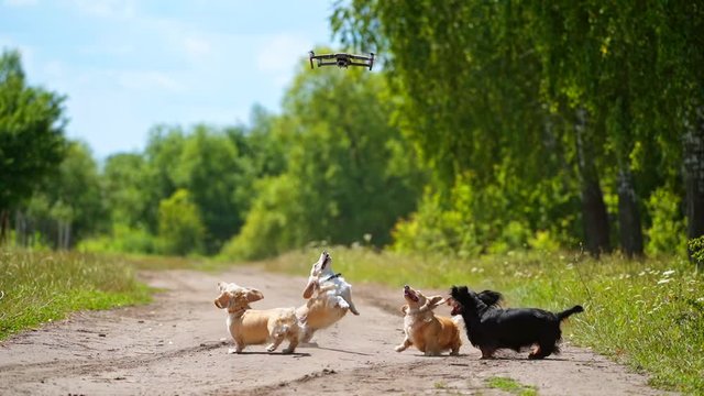 Dogs playing together outdoors. Happy dogs jumping together, trying to catch flying drone