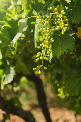 Fototapeta premium Unripe, immature grapes. In the vine branch, between the vineyard.