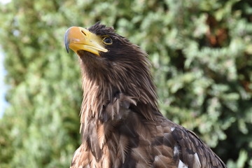 Sea eagle portrait with natural background an beak close