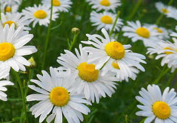 Obraz premium Meadow of white Chamomile flowers close up. Herbal medicine.