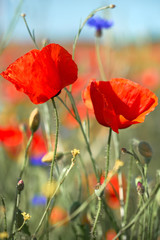 Fototapeta premium flowers, poppy, cornflower, field, grass, outdoors, close-up, closeup, flower field, poppies, beautiful, romantic, floral, motive, idyll, spring, springtime, may, june, macrophages, summer, orange, ye