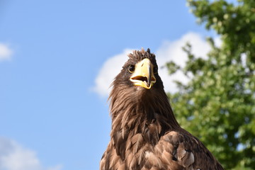 Sea eagle portrait with natural background an beak close