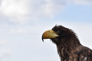 Sea eagle portrait with natural background an beak close