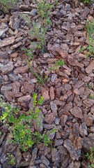 Saplings in the ground covered with bark.