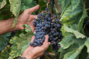 hands picking black grapes in the vineyard
