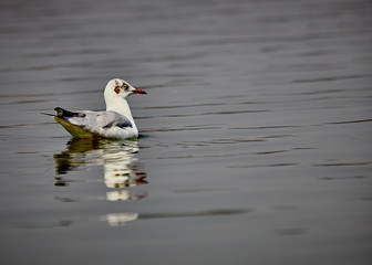 This beautiful bird is leisurely floating around the lake taking immense pleasure of the beautiful and exciting weather as well as the pollution free environment all around.