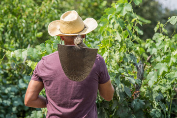 farmer with his work in the vineyards