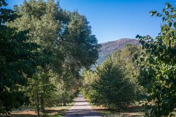 Fototapeta premium las góry drzewa natura przyroda liście droga