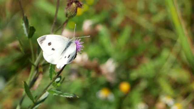 Pieris brassicae on a burdock flower.