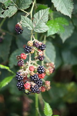 Reife und unreife Brombeeren am Strauch