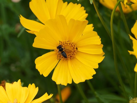 Megachile frigida | Abeille d&eacute;coupeuse de feuilles ou m&eacute;gachile, abeille trapue dot&eacute;e d'une brosse sous le ventre relev&eacute; et jauni par la r&eacute;colte du pollen