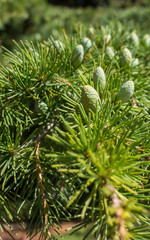 las drzewo iglaste szyszki zieleń natura lato roślina